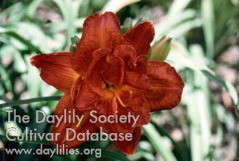 Daylily Red Pom Pom